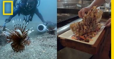 How Eating Venomous Lionfish Helps the Environment | National Geographic